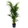 Kentiapalm - Howea Forsteriana - P32 H200 - Kamerplant
