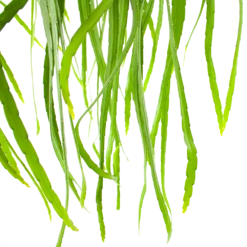 Buitentuinwinkel -Buitentuinwinkel lepismium bolivianum in hangpot p17 h40 5