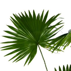 Livistona Rotundifolia - Chinese Schermpalm - P24 H100 - Kamerplant -Buitentuinwinkel livistona rotundifolia chinese schermpalm p24 h100 kamerplant 3