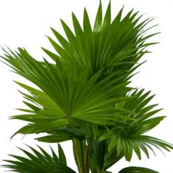 Livistona Rotundifolia In Gevlochten Caryota Pot - Chinese Schermpalm - P19 H50 - Kamerplant -Buitentuinwinkel livistona rotundifolia in pot chinese schermpalm p19 h50 kamerplant 3