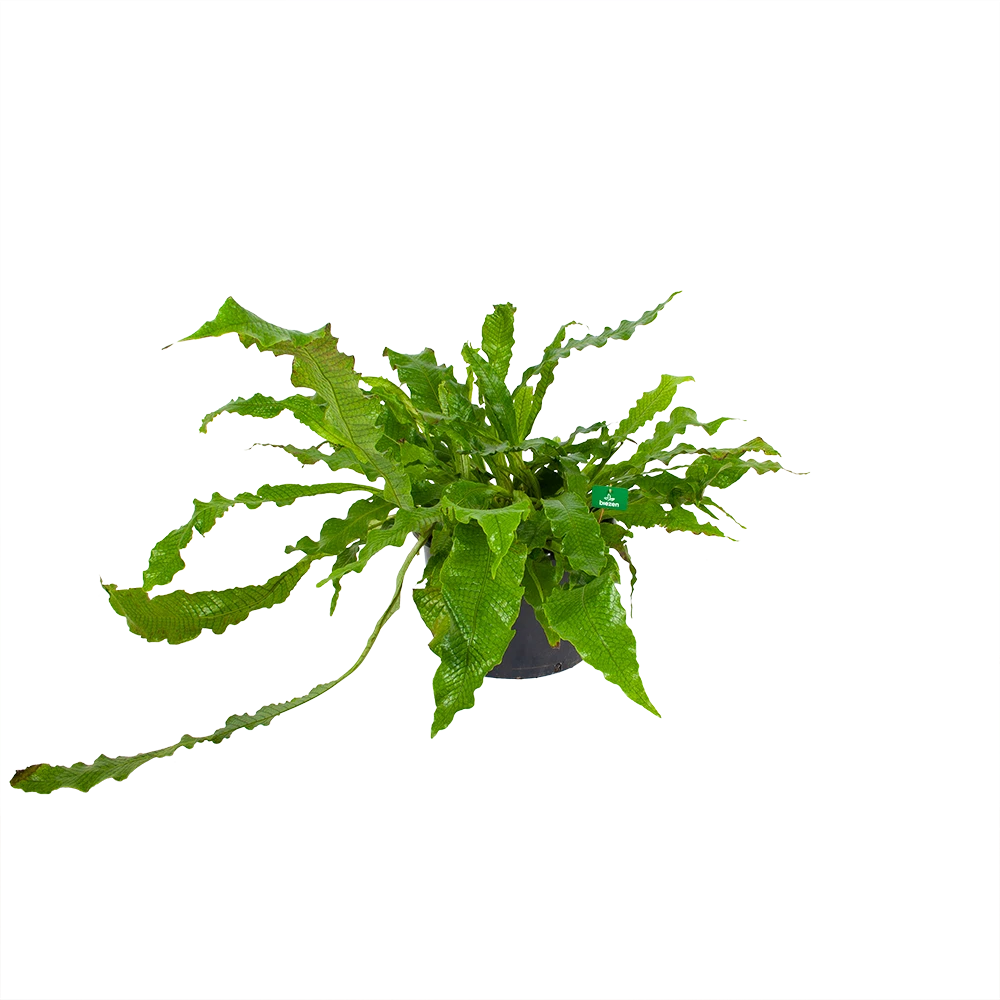 Microsorum Crocodyllus - Krokodillenvaren - p37 h85 - Kamerplant Microsorum Crocodyllus - Krokodillenvaren - P37 H85 - Kamerplant -Buitentuinwinkel microsorum crocodyllus krokodillenvaren p37 h85 kamerplant 1