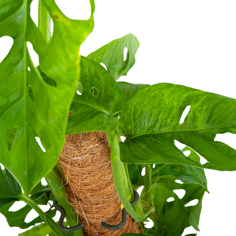 Monstera Adansonii op mosstok - Monkey Mask/Leaf- p16 h65 - Kamerplant Monstera Adansonii Op Mosstok - Monkey Mask/Leaf- P16 H65 - Kamerplant -Buitentuinwinkel monstera adansonii monkey mask rimpelgatenplant p16 h65 5