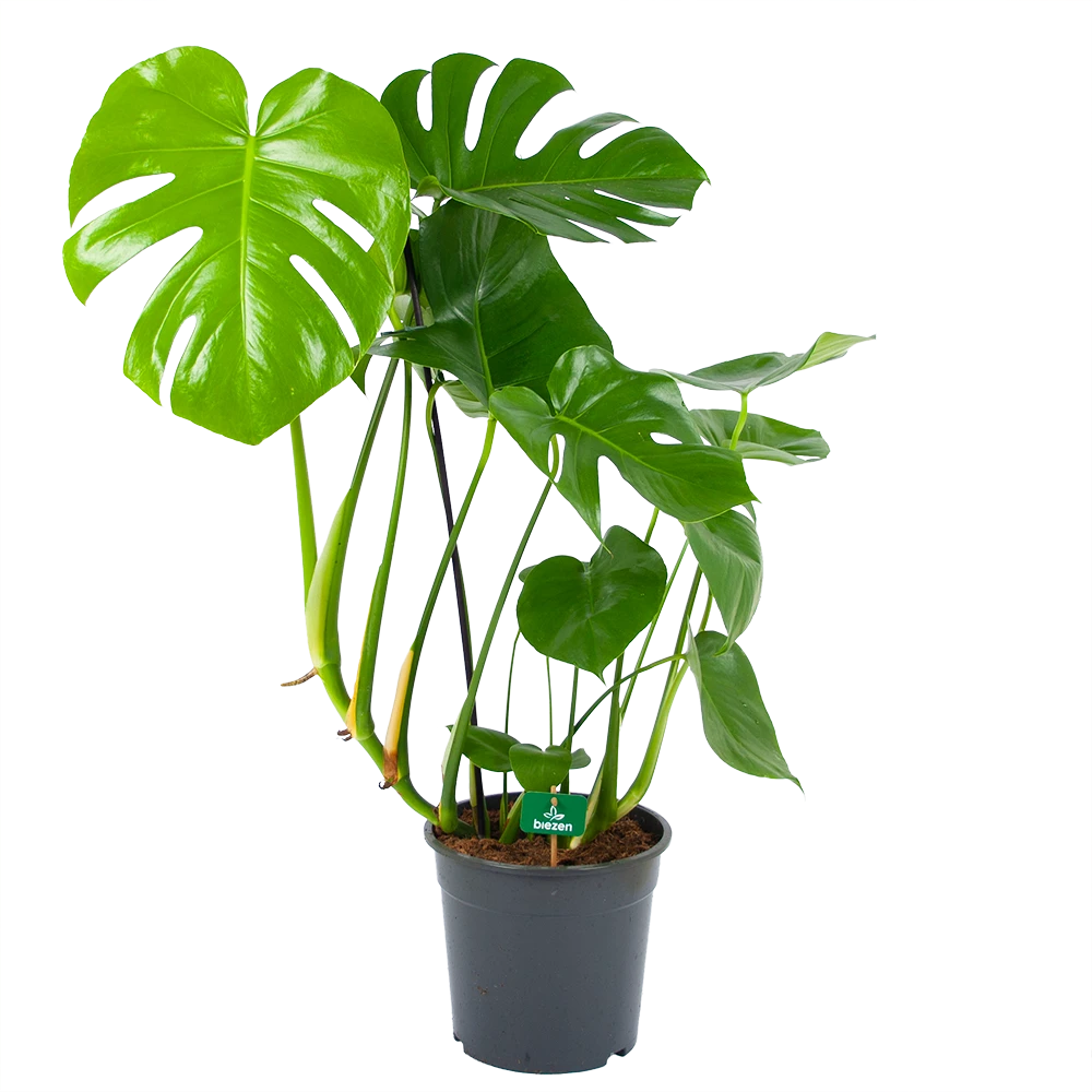 Monstera Deliciosa - Gatenplant - p24 h100 - Kamerplant Monstera Deliciosa - Gatenplant - P24 H100 - Kamerplant -Buitentuinwinkel monstera deliciosa gatenplant p24 h100 kamerplant 1