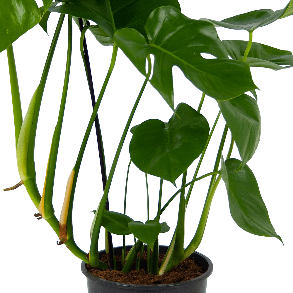 Monstera Deliciosa - Gatenplant - p24 h100 - Kamerplant Monstera Deliciosa - Gatenplant - P24 H100 - Kamerplant -Buitentuinwinkel monstera deliciosa gatenplant p24 h100 kamerplant 2