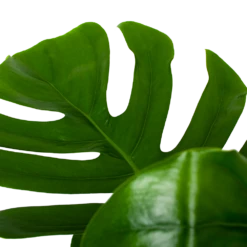 Monstera Deliciosa Op Mosstok - Gatenplant - P24 H120 - Kamerplant -Buitentuinwinkel monstera deliciosa op mosstok gatenplant p24 h120 6