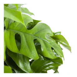 Monstera Minima - Gatenplant - In Hangpot - P27 H30 - Kamerplant -Buitentuinwinkel monstera minima gatenplant in hangpot p27 h30 6