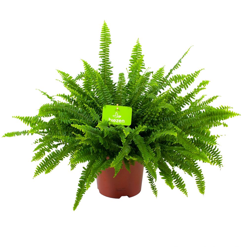 Nephrolepis Exalata Green Lady - Krulvaren - p19 h60 - Kamerplant Nephrolepis Exalata Green Lady - Krulvaren - P19 H60 - Kamerplant -Buitentuinwinkel