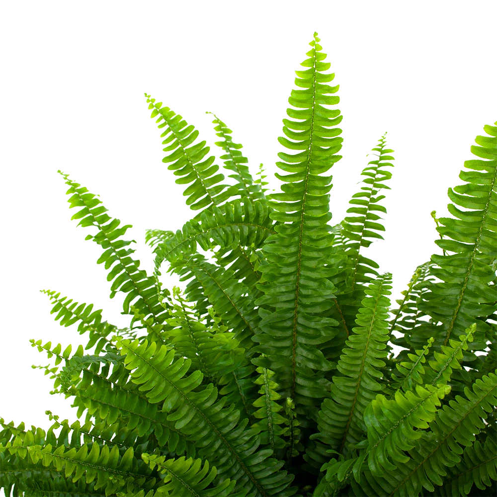 Nephrolepis Exalata Green Lady - Krulvaren - p19 h60 - Kamerplant Nephrolepis Exalata Green Lady - Krulvaren - P19 H60 - Kamerplant -Buitentuinwinkel