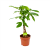 Pachira Aquatica - Geldboom - P17 H60 - Kamerplant