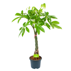 Pachira Aquatica - Geldboom - P23 H110 - Kamerplant