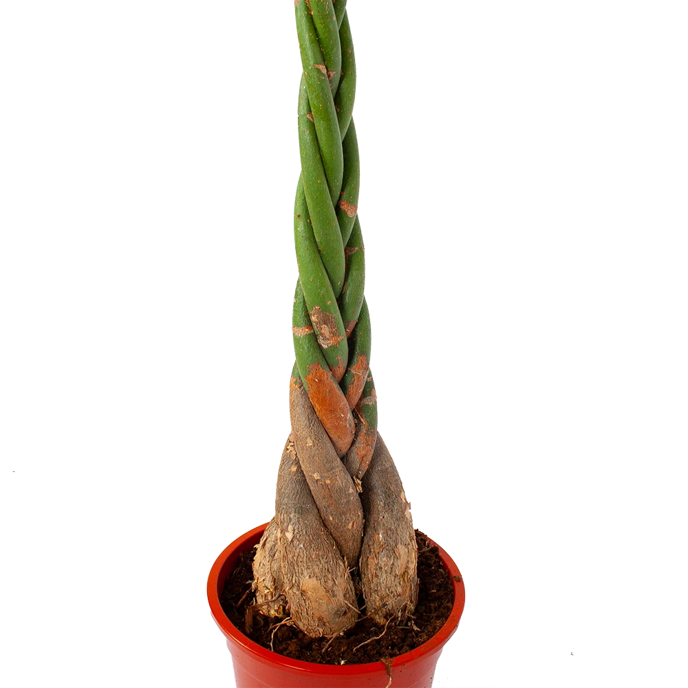 Pachira Aquatica - Geldboom - p27 h150 - Kamerplant Pachira Aquatica - Geldboom - P27 H150 - Kamerplant -Buitentuinwinkel pachira aquatica geldboom p27 h150 5