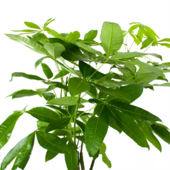Pachira Aquatica - Geldboom - P27 H150 - Kamerplant 2 Pachira Aquatica - Geldboom - P27 H150 - Kamerplant -Buitentuinwinkel pachira aquatica geldboom p27 h150 6