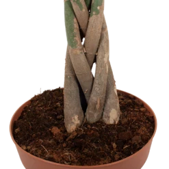 Pachira Aquatica - Geldboom - P30 H150 - Kamerplant -Buitentuinwinkel pachira aquatica geldboom p30 h150 6 1