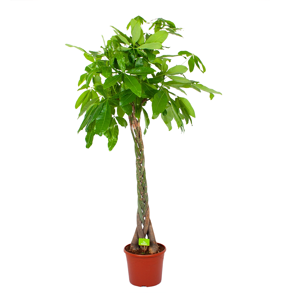 Pachira Aquatica - Geldboom - p35 h190 - Kamerplant Pachira Aquatica - Geldboom - P35 H190 - Kamerplant -Buitentuinwinkel pachira aquatica geldboom p35 h190 1