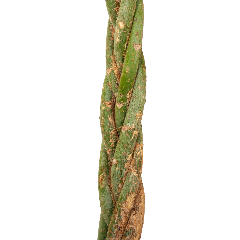 Pachira Aquatica - Geldboom - p35 h190 - Kamerplant Pachira Aquatica - Geldboom - P35 H190 - Kamerplant -Buitentuinwinkel pachira aquatica geldboom p35 h190 5