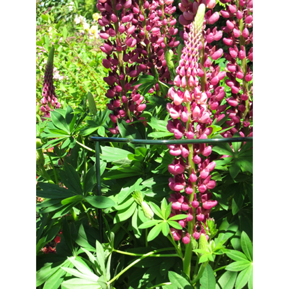 Peacock - Trellis vario gotisch M - u00f84 mm Peacock - Trellis Vario Gotisch M - U00f84 Mm -Buitentuinwinkel peacock trellis vario gotisch m d4 mm 2 1