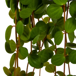 Peperomia Tetraphylla - In Hangpot - P15 H25 - Kamerplant -Buitentuinwinkel peperomia tetraphylla in hangpot p15 h25 6