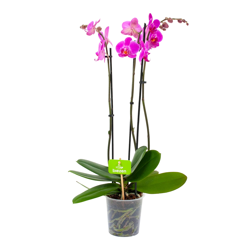 3 taks Phalaenopsis Evolution - Vlinderorchidee - p12 h60 - Kamerplant 3 Taks Phalaenopsis Evolution - Vlinderorchidee - P12 H60 - Kamerplant -Buitentuinwinkel phalaenopsis vlinderorchidee 3 taks p12 h60 donker roze 4