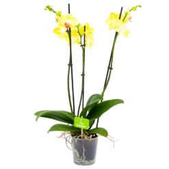 3 Taks Phalaenopsis Limelight - Vlinderorchidee - P12 H60 - Kamerplant
