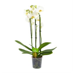 3 Taks Phalaenopsis Lighthouse - Vlinderorchidee - P12 H60 - Kamerplant