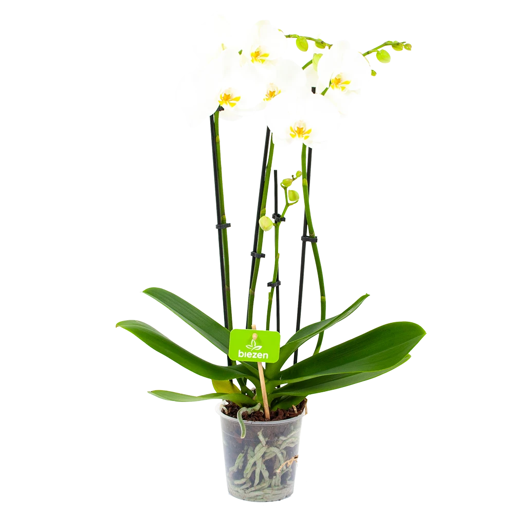 4 taks Phalaenopsis Lighthouse - Vlinderorchidee - p12 h60 - Kamerplant 4 Taks Phalaenopsis Lighthouse - Vlinderorchidee - P12 H60 - Kamerplant -Buitentuinwinkel phalaenopsis vlinderorchidee 4 taks p12cm h60cm wit 4