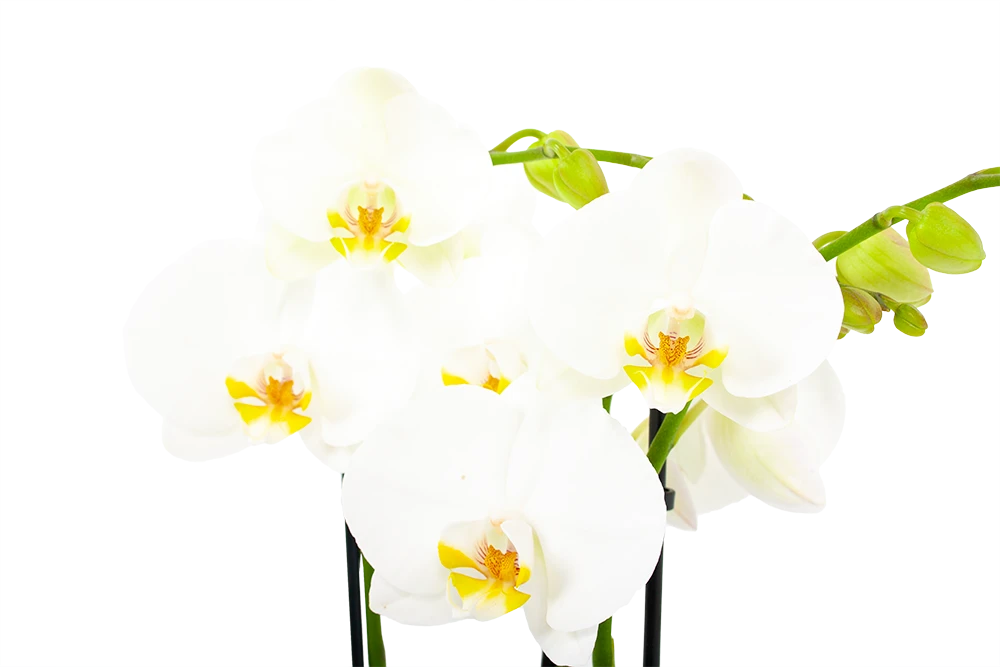 4 taks Phalaenopsis Lighthouse - Vlinderorchidee - p12 h60 - Kamerplant 4 Taks Phalaenopsis Lighthouse - Vlinderorchidee - P12 H60 - Kamerplant -Buitentuinwinkel phalaenopsis vlinderorchidee 4 taks p12cm h60cm wit 5