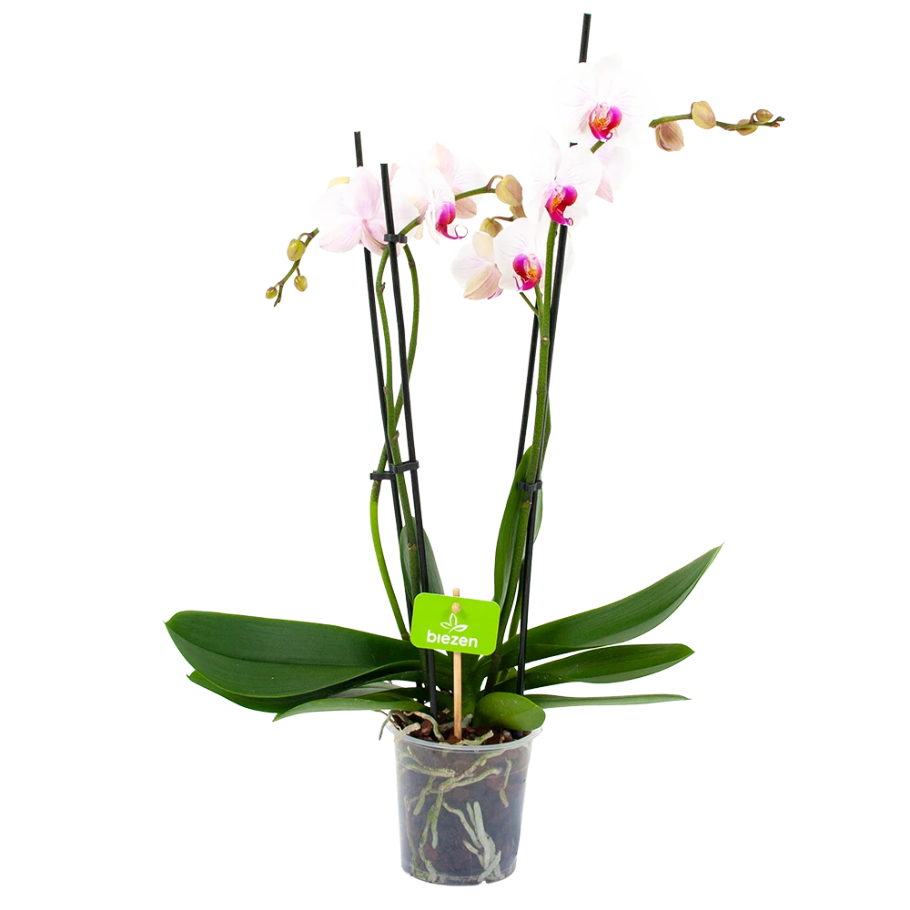4 taks Phalaenopsis Denver - Vlinderorchidee - p12 h60 - Kamerplant 4 Taks Phalaenopsis Denver - Vlinderorchidee - P12 H60 - Kamerplant -Buitentuinwinkel phalaenopsis vlinderorchidee 4 taks p12cm h60cm wit roze 4