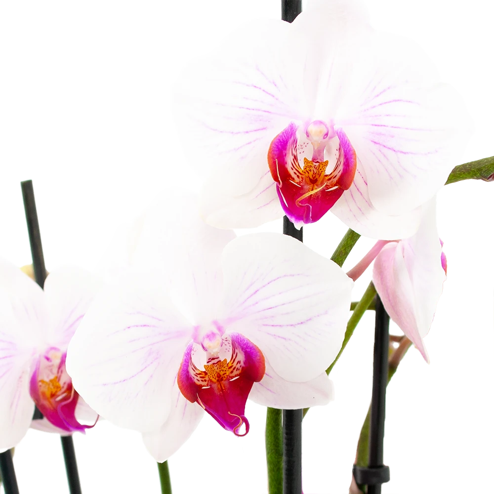 4 taks Phalaenopsis Denver - Vlinderorchidee - p12 h60 - Kamerplant 4 Taks Phalaenopsis Denver - Vlinderorchidee - P12 H60 - Kamerplant -Buitentuinwinkel phalaenopsis vlinderorchidee 4 taks p12cm h60cm wit roze 5