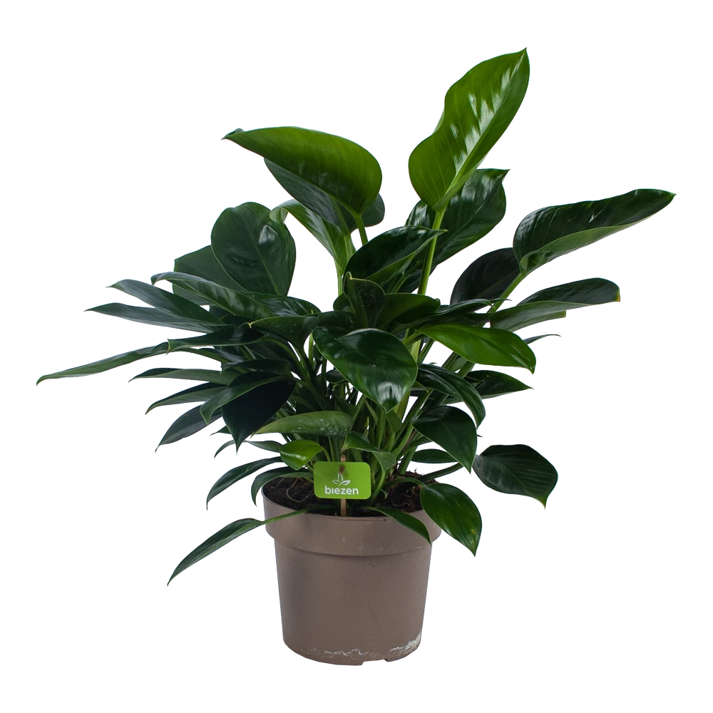 Philodendron Green Princess - p21 h70 - Kamerplant Philodendron Green Princess - P21 H70 - Kamerplant -Buitentuinwinkel philodendron green princess p21 h70 1 1