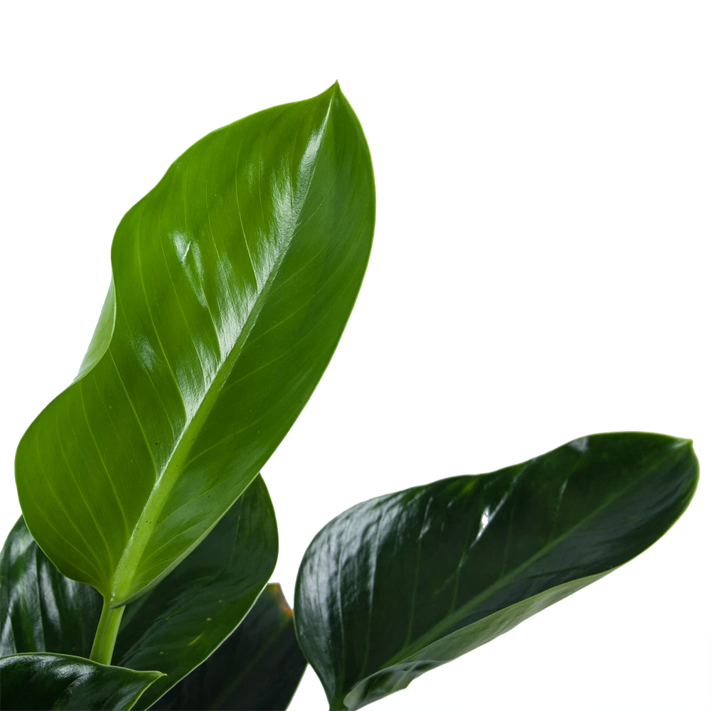 Philodendron Green Princess - p21 h70 - Kamerplant Philodendron Green Princess - P21 H70 - Kamerplant -Buitentuinwinkel philodendron green princess p21 h70 5