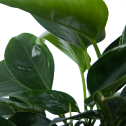 Philodendron Green Princess - P21 H70 - Kamerplant 2 Philodendron Green Princess - P21 H70 - Kamerplant -Buitentuinwinkel philodendron green princess p21 h70 6