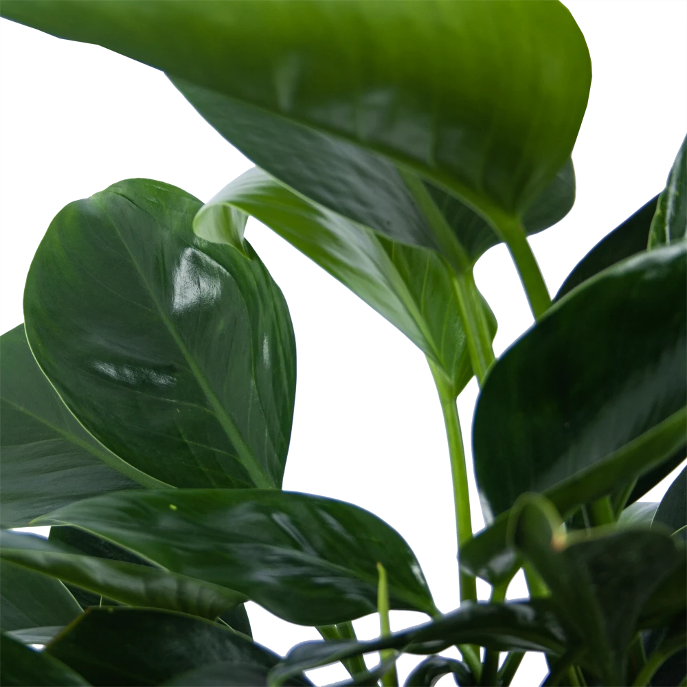 Philodendron Green Princess - p21 h70 - Kamerplant Philodendron Green Princess - P21 H70 - Kamerplant -Buitentuinwinkel philodendron green princess p21 h70 6