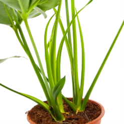 Philodendron Green Wonder - P19 H75 - Kamerplant -Buitentuinwinkel philodendron green wonder p19 h75 3 2
