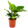 Philodendron Imperial Green - P19 H60 - Kamerplant