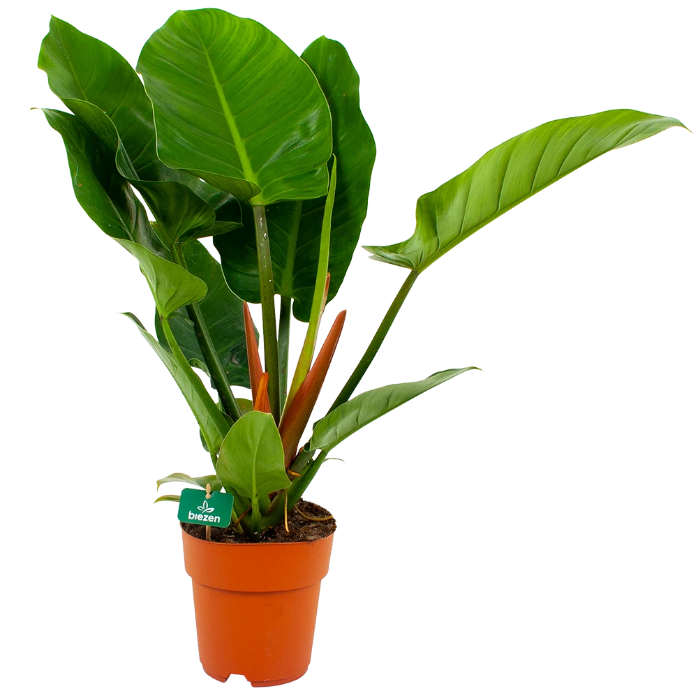 Philodendron Imperial Green - p19 h80 - Kamerplant Philodendron Imperial Green - P19 H80 - Kamerplant -Buitentuinwinkel philodendron imperial green p19 h80 4