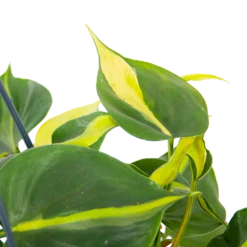 Philodendron Scandens Brasil - In Hangpot - P14 H35 - Kamerplant 2 Philodendron Scandens Brasil - In Hangpot - P14 H35 - Kamerplant -Buitentuinwinkel philodendron scandens brasil in hangpot p14 h35 6 1