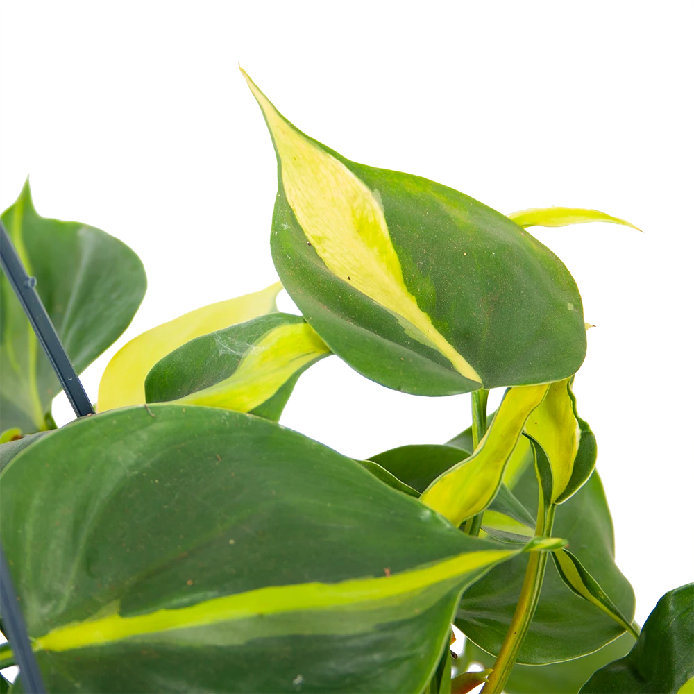Philodendron Scandens Brasil - in Hangpot - p14 h35 - Kamerplant Philodendron Scandens Brasil - In Hangpot - P14 H35 - Kamerplant -Buitentuinwinkel philodendron scandens brasil in hangpot p14 h35 6 1