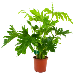 Philodendron Selloum Little Hope - P19 H75 - Kamerplant