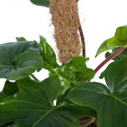 Philodendron Squamiferum Piramide Op Mosstok - P24 H70 - Kamerplant -Buitentuinwinkel philodendron squamiferum piramide op mosstok p24 h70 6