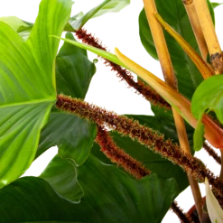 Philodendron Squamiferum Piramide - P19 H75 - Kamerplant -Buitentuinwinkel philodendron squamiferum piramide p19 h75 6 1