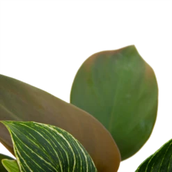Philodendron White Wave - P13 H30 - Kamerplant -Buitentuinwinkel philodendron white wave p13 h30 6