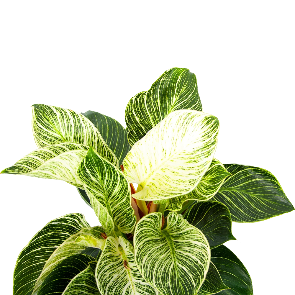 Philodendron White wave - p17 h40 - Kamerplant Philodendron White Wave - P17 H40 - Kamerplant -Buitentuinwinkel philodendron white wave p17 h40 5 1