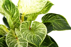 Philodendron White Wave - P17 H40 - Kamerplant 2 Philodendron White Wave - P17 H40 - Kamerplant -Buitentuinwinkel philodendron white wave p17 h40 6 1