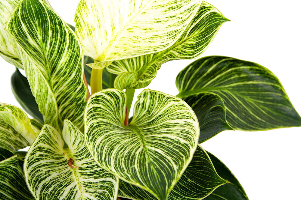 Philodendron White wave - p17 h40 - Kamerplant Philodendron White Wave - P17 H40 - Kamerplant -Buitentuinwinkel philodendron white wave p17 h40 6 1
