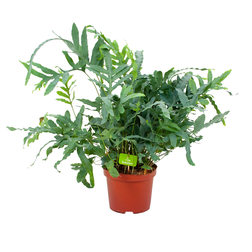 Phlebodium Areum Blue Star - Blauwvaren - p19 h60 - Kamerplant Phlebodium Areum Blue Star - Blauwvaren - P19 H60 - Kamerplant -Buitentuinwinkel phlebodium areum blue star blauwvaren p19 h60 4 1