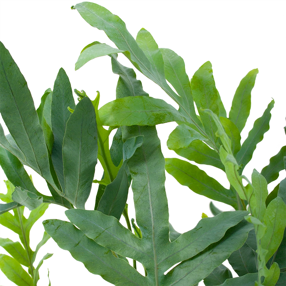 Phlebodium Areum Blue Star - Blauwvaren - p19 h60 - Kamerplant Phlebodium Areum Blue Star - Blauwvaren - P19 H60 - Kamerplant -Buitentuinwinkel phlebodium areum blue star blauwvaren p19 h60 5 1