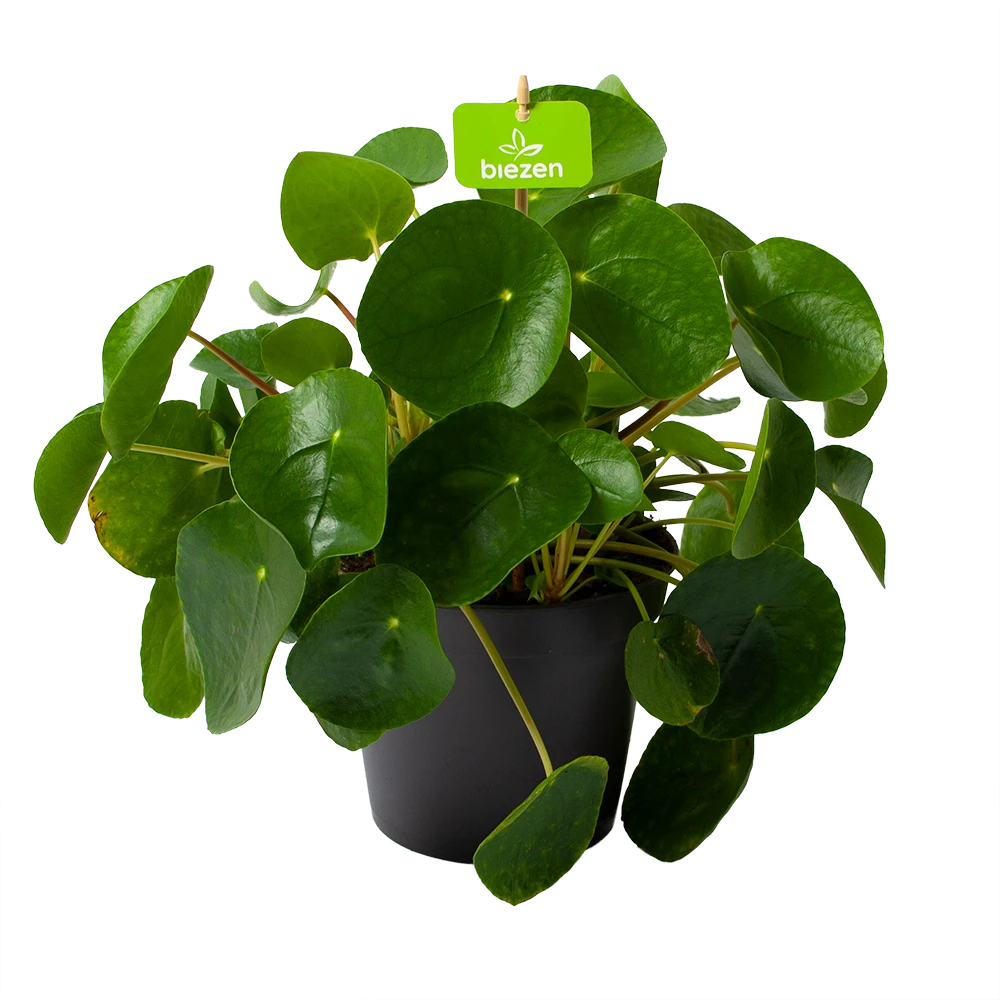 Pilea Peperomioides - Pannenkoekenplant - p17 h35 - Kamerplant Pilea Peperomioides - Pannenkoekenplant - P17 H35 - Kamerplant -Buitentuinwinkel pilea peperomioides pannenkoekenplant p17 h35 1
