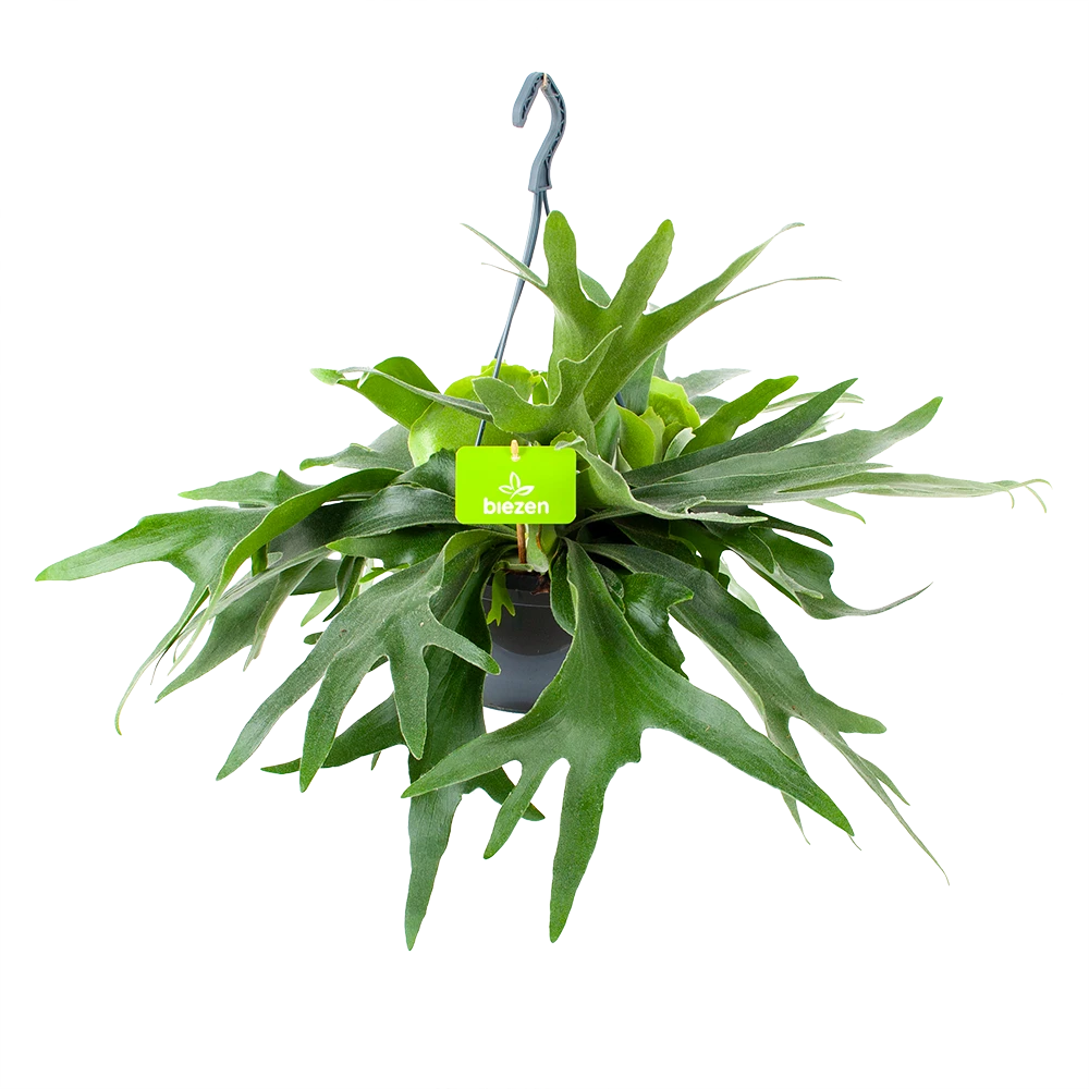 Platycerium Bifurcatum - Hertshoornvaren - in Hangpot - p21 h60 - Kamerplant Platycerium Bifurcatum - Hertshoornvaren - In Hangpot - P21 H60 - Kamerplant -Buitentuinwinkel platycerium bifurcatum hertshoornvaren in hangpot p21 h60 1