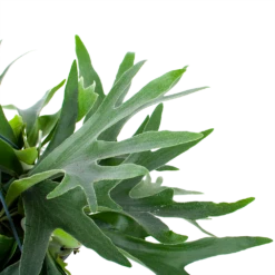 Platycerium Bifurcatum - Hertshoornvaren - In Hangpot - P21 H60 - Kamerplant 2 Platycerium Bifurcatum - Hertshoornvaren - In Hangpot - P21 H60 - Kamerplant -Buitentuinwinkel platycerium bifurcatum hertshoornvaren in hangpot p21 h60 6