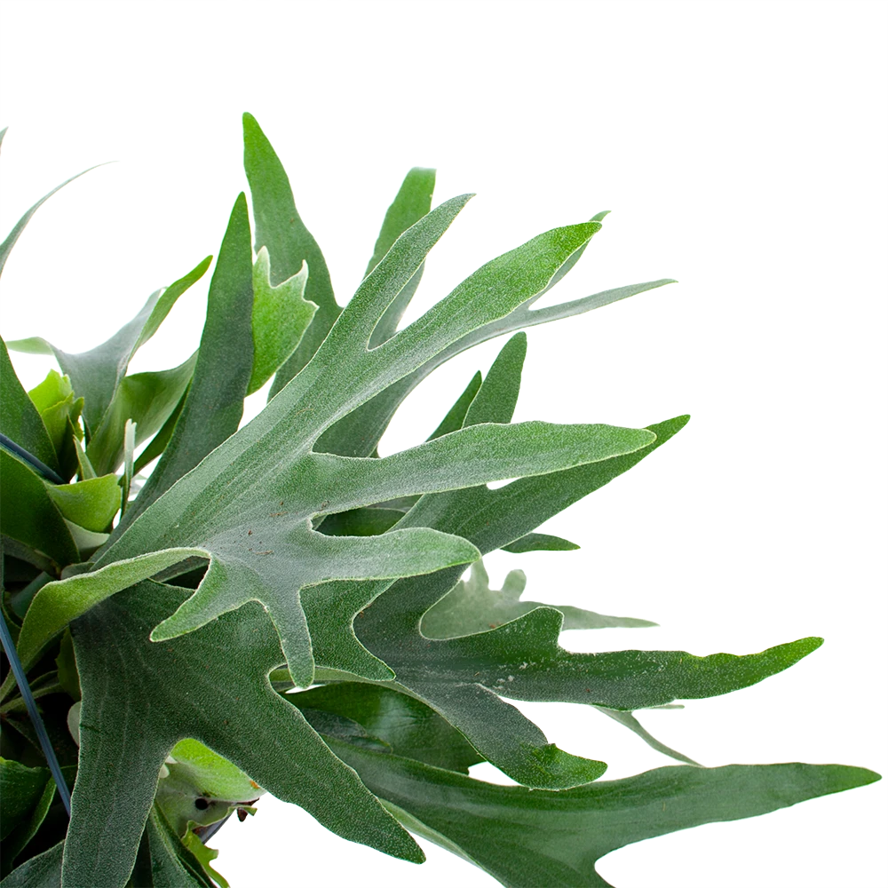 Platycerium Bifurcatum - Hertshoornvaren - in Hangpot - p21 h60 - Kamerplant Platycerium Bifurcatum - Hertshoornvaren - In Hangpot - P21 H60 - Kamerplant -Buitentuinwinkel platycerium bifurcatum hertshoornvaren in hangpot p21 h60 6